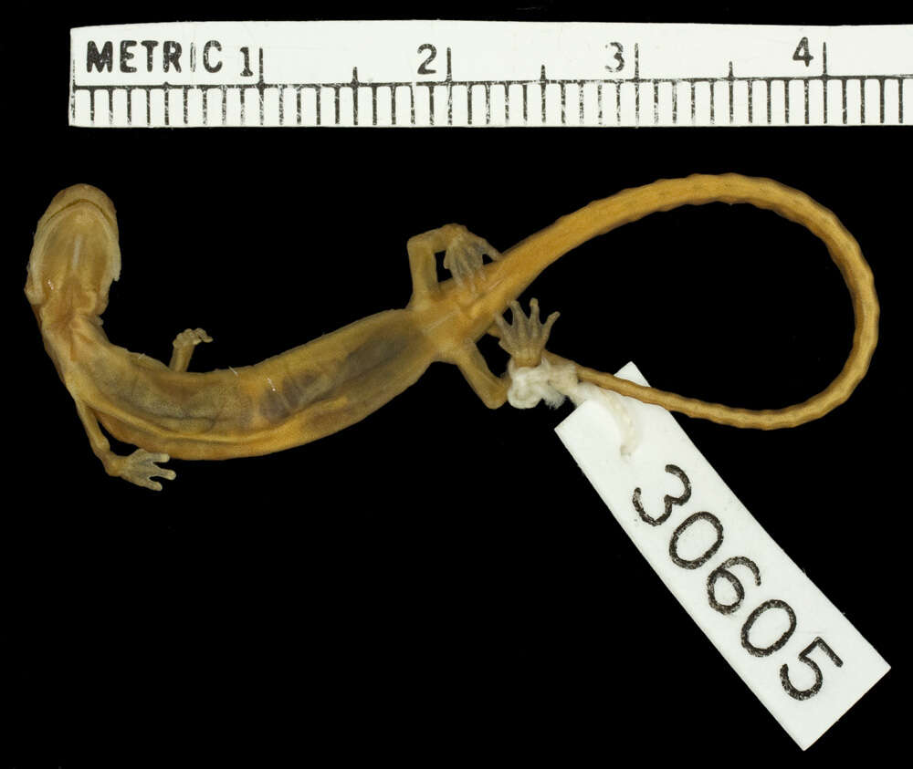 Image of Arboreal Splayfoot Salamander