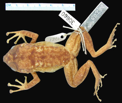 صورة Eleutherodactylus zeus Schwartz 1958