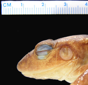 صورة Eleutherodactylus zeus Schwartz 1958