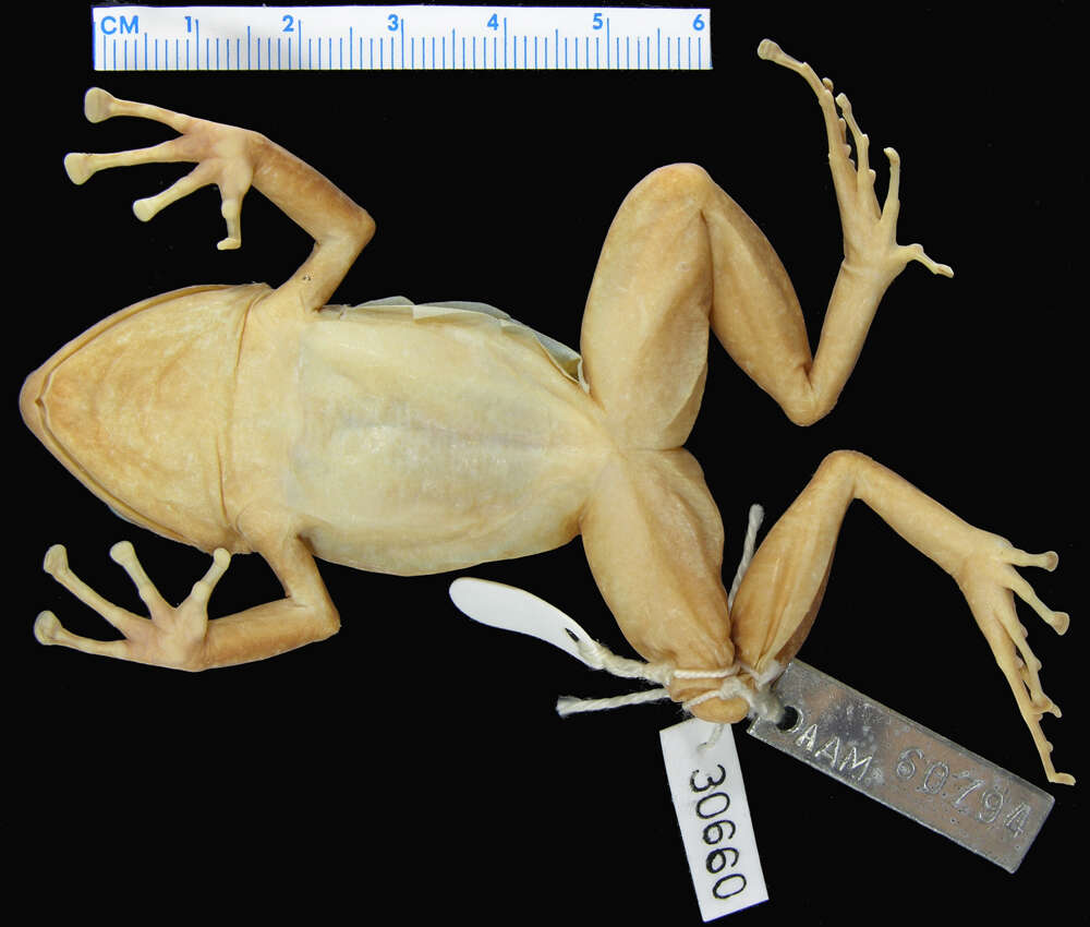 صورة Eleutherodactylus zeus Schwartz 1958