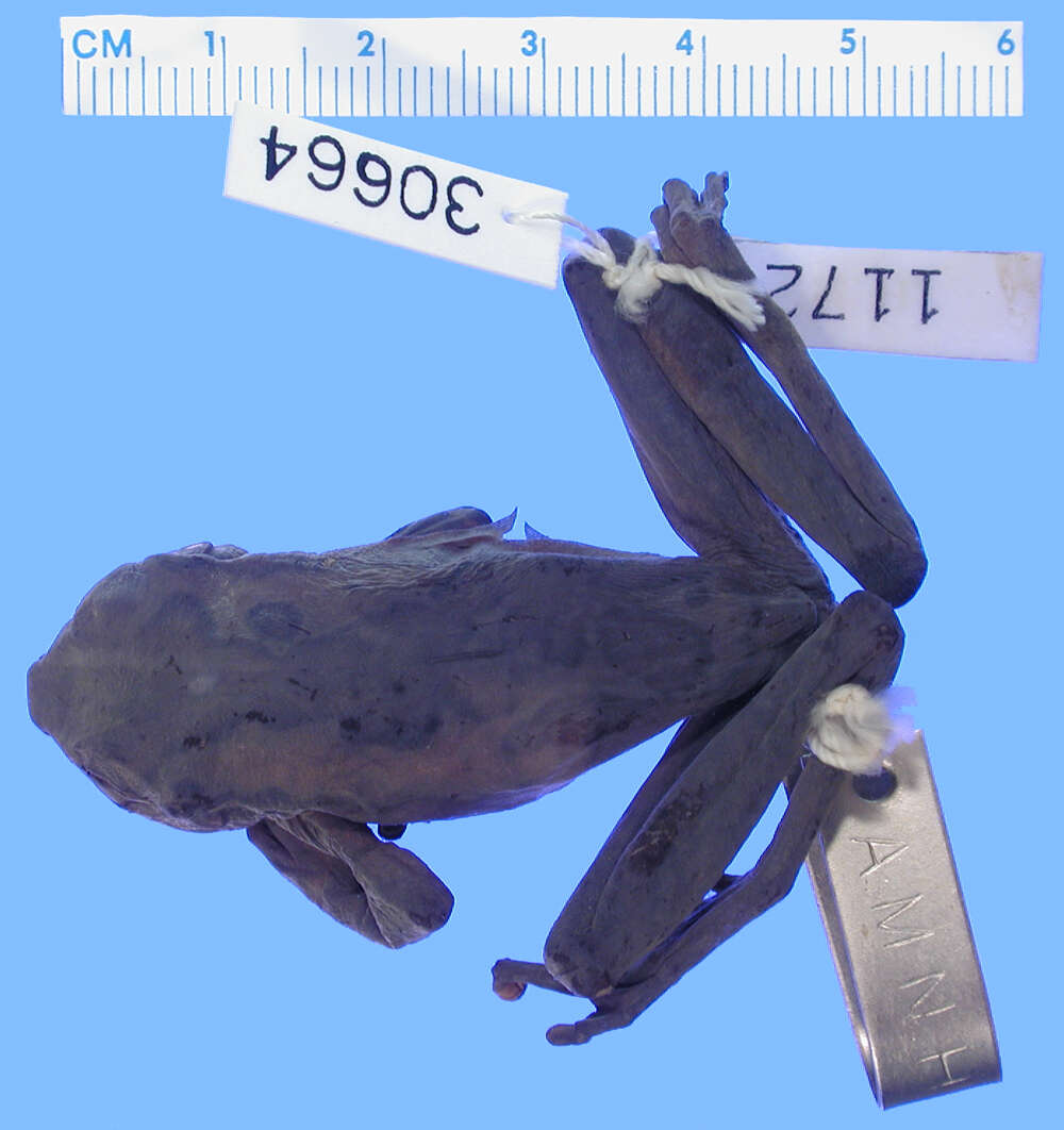 Image of Nyctimystes narinosus Zweifel 1958