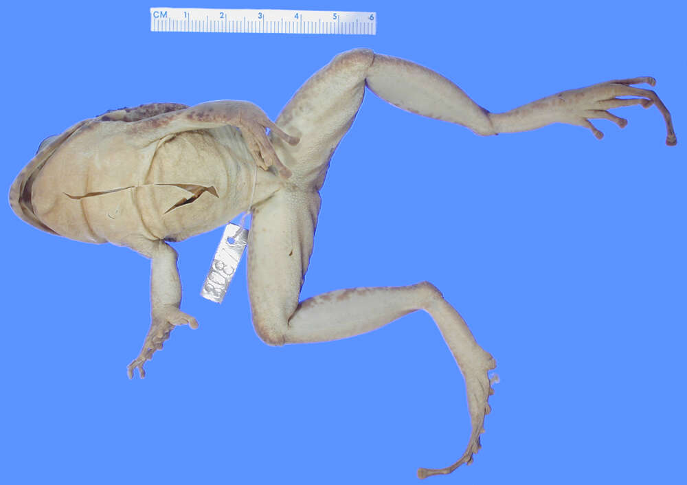 Image of Eleutherodactylus inoptatus (Barbour 1914)