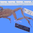 Image of Eleutherodactylus heminota Shreve & Williams 1963