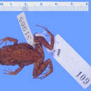 صورة Eleutherodactylus leoncei Shreve & Williams 1963