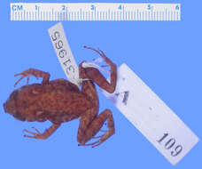 صورة Eleutherodactylus leoncei Shreve & Williams 1963