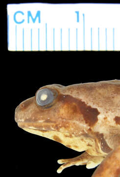 Image of Sphagnum Frog