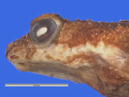 Image of Cuban Long-nosed Toad