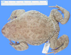 <i>Bufo granti</i> resmi