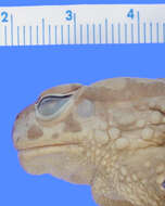 Image of <i>Bufo granti</i>