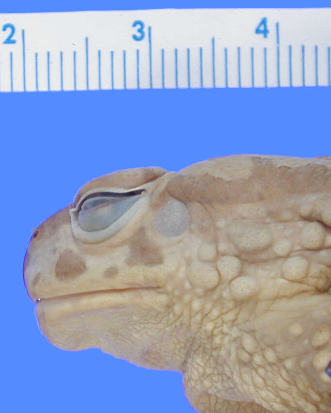 Image of <i>Bufo granti</i>