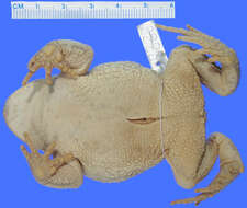 <i>Bufo granti</i> resmi