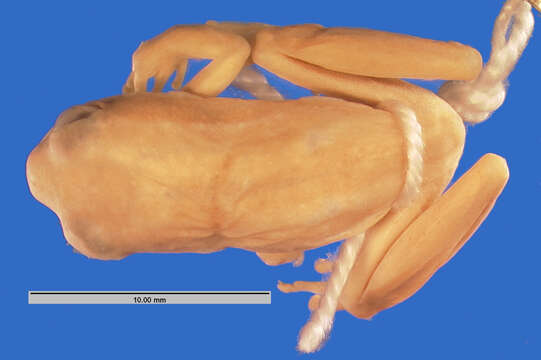 Image of Common Reed Frog