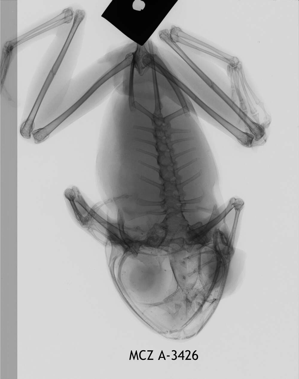 Image of Leptopelis calcaratus (Boulenger 1906)