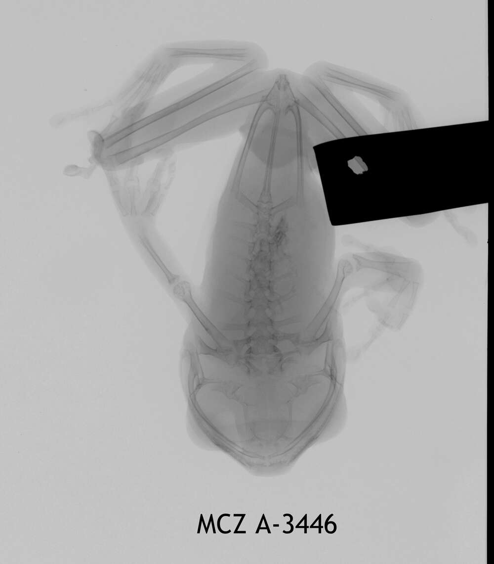 Image of Leptopelis notatus (Peters 1875)