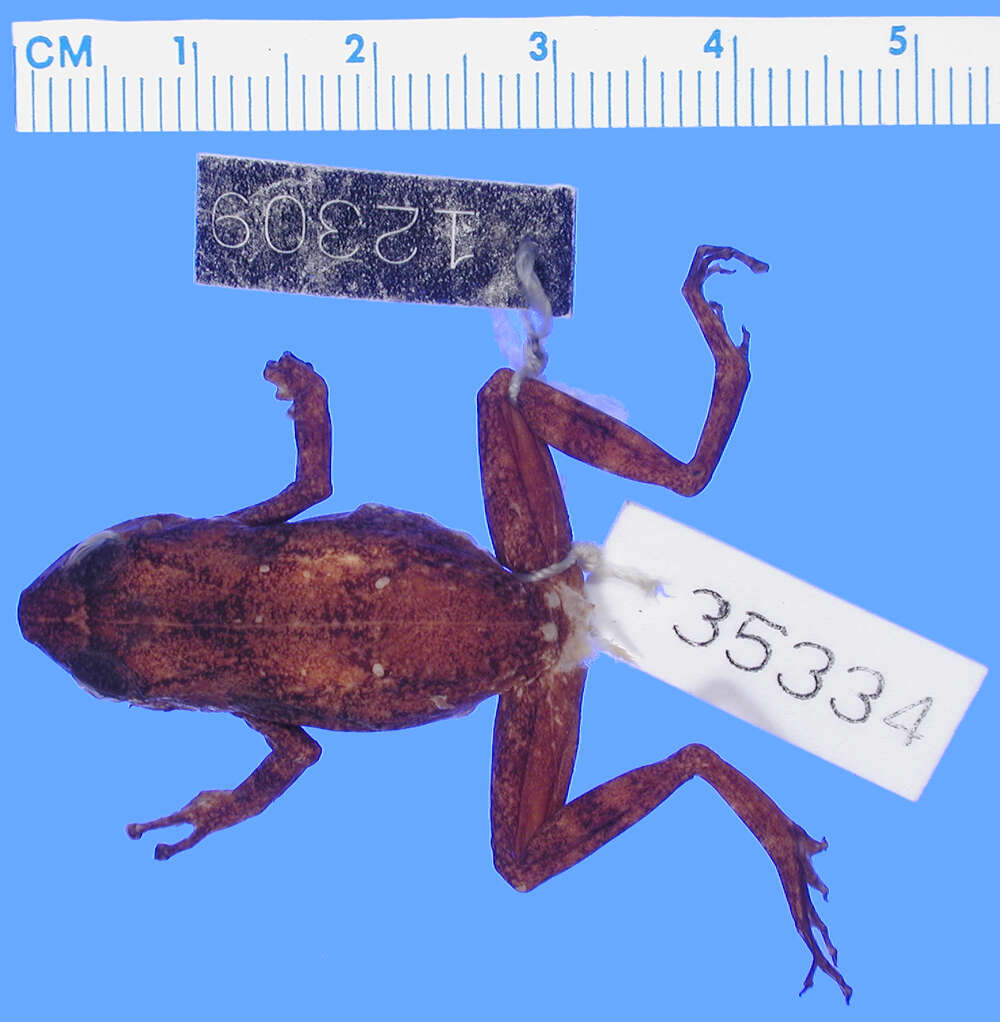 Image of Eleutherodactylus barlagnei Lynch 1965