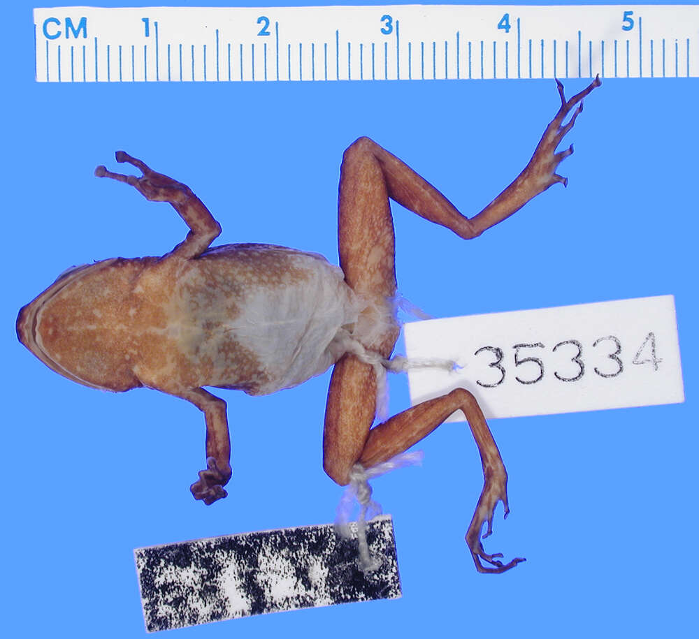 Image of Eleutherodactylus barlagnei Lynch 1965