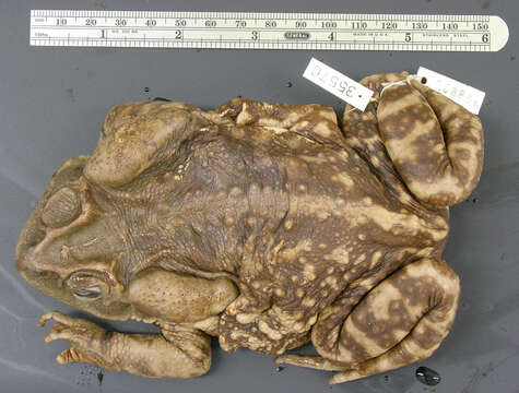 Image of Cane Toad