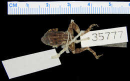 Image of <i>Platymantis parkeri bukaensis</i>