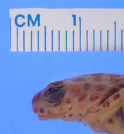 Image of Marbled Reed Frog