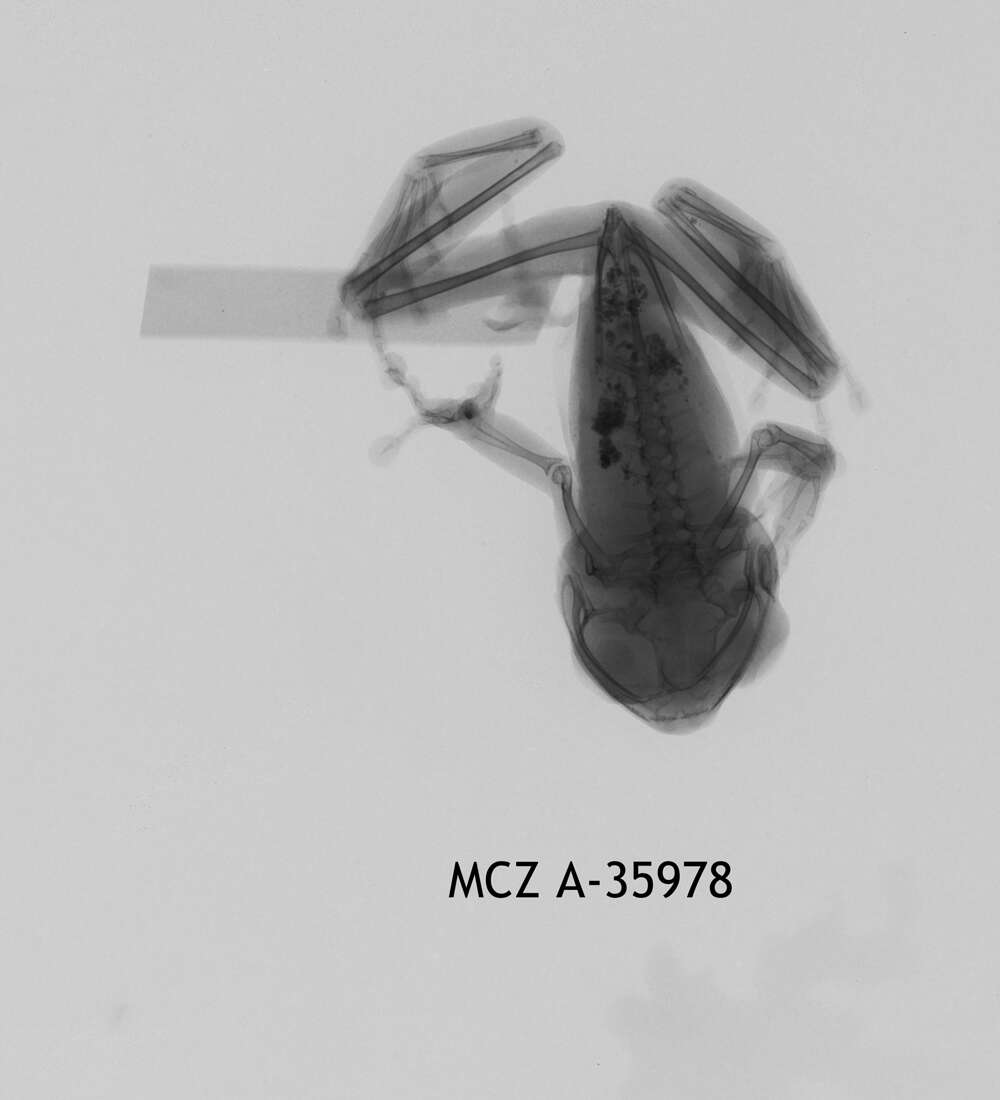 Image of Leptopelis notatus (Peters 1875)