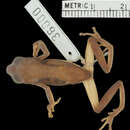 Image of Raymond's Reed Frog