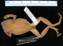 صورة Eleutherodactylus wetmorei Cochran 1932