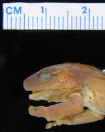 صورة Eleutherodactylus wetmorei Cochran 1932