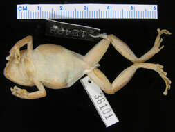 صورة Eleutherodactylus wetmorei Cochran 1932