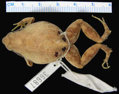 Image of Central Dwarf Frog; rãzinha