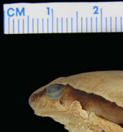 Image of Central Dwarf Frog; rãzinha