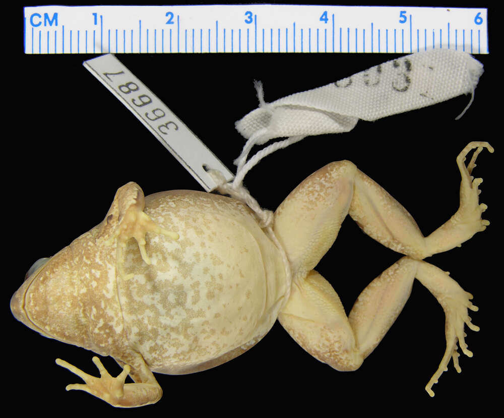 Image of Central Dwarf Frog; rãzinha