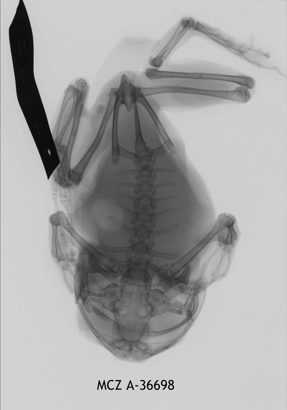 Image de Leptopelis concolor Ahl 1929