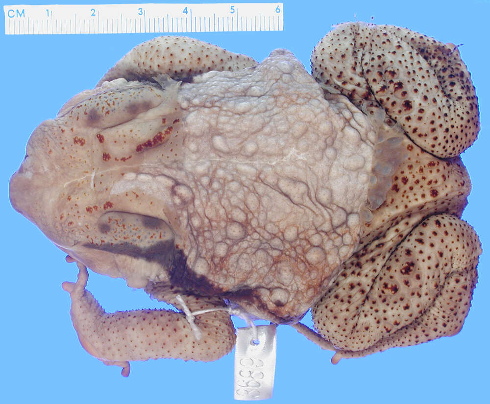 Image of Japanese Common Toad