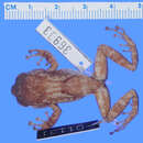 Слика од Eleutherodactylus hedricki Rivero 1963