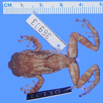 Image of Hedrick's coqui