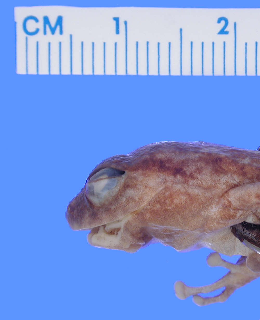 Image of Hedrick's coqui