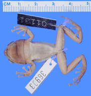 Image of Hedrick's coqui