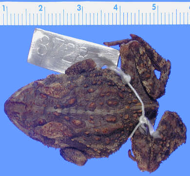 Image of Canadian Toad