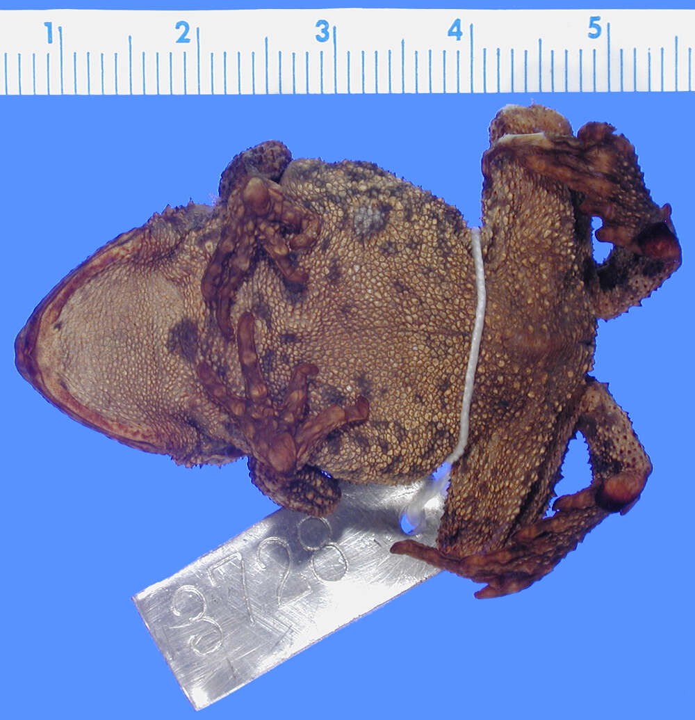 Image of Canadian Toad