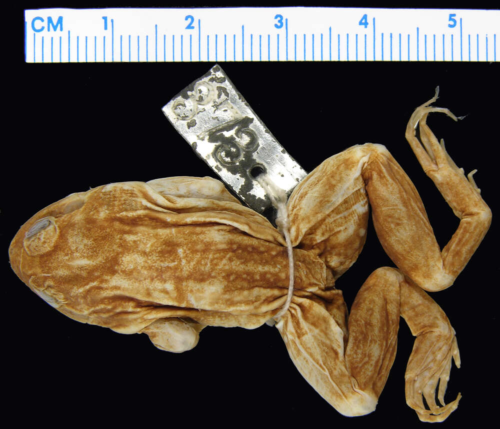 Image of Leptodactylus pustulatus (Peters 1870)
