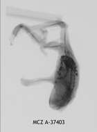 Leptopelis cynnamomeus (Bocage 1893)的圖片