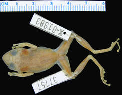 Imagem de Eleutherodactylus diplasius Schwartz 1973