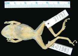 Imagem de Eleutherodactylus diplasius Schwartz 1973