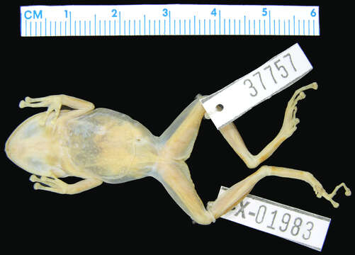 Image of Eleutherodactylus diplasius Schwartz 1973