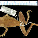 Image of Boettger's horned toad