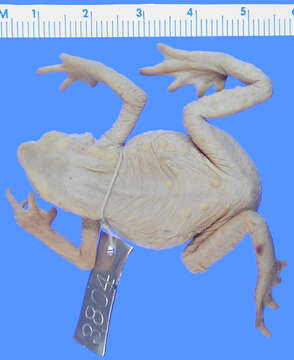 Image of "Red-nosed, stub footed toad"