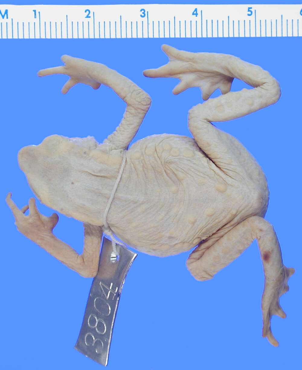 Image of "Red-nosed, stub footed toad"