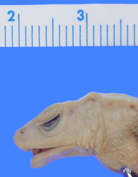 Image of "Red-nosed, stub footed toad"