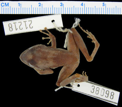 صورة Platymantis guentheri (Boulenger 1882)