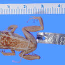 Imagem de Eleutherodactylus bresslerae Schwartz 1960